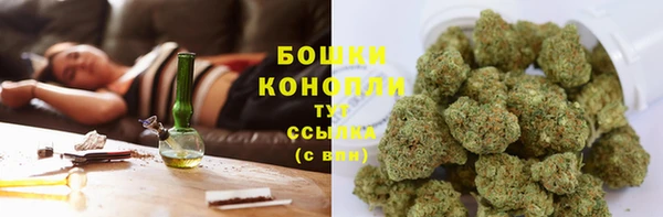 прущие грибы Михайлов
