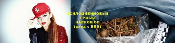 прущие грибы Михайлов
