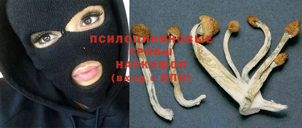 прущие грибы Михайлов